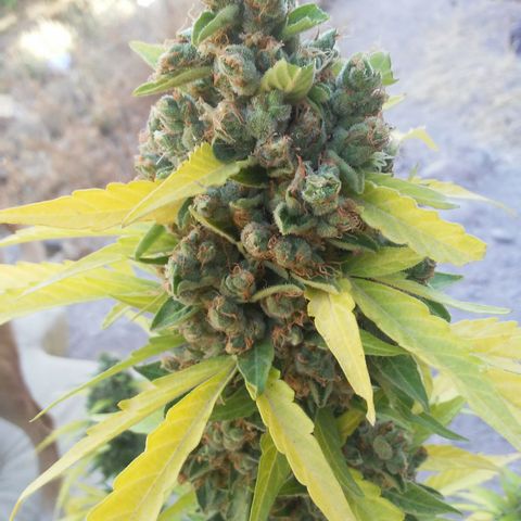 Gelatto  2 growlog timeline photo