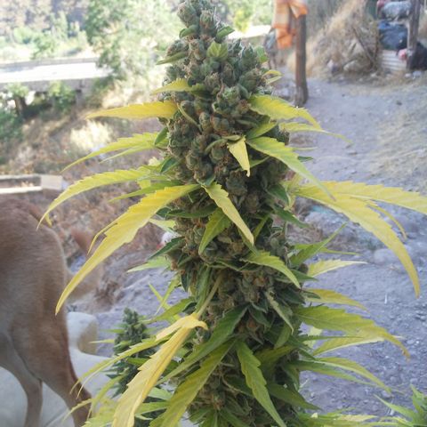 Gelatto  2 growlog timeline photo