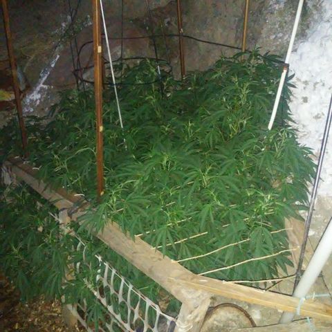 CHMOG growlog timeline photo
