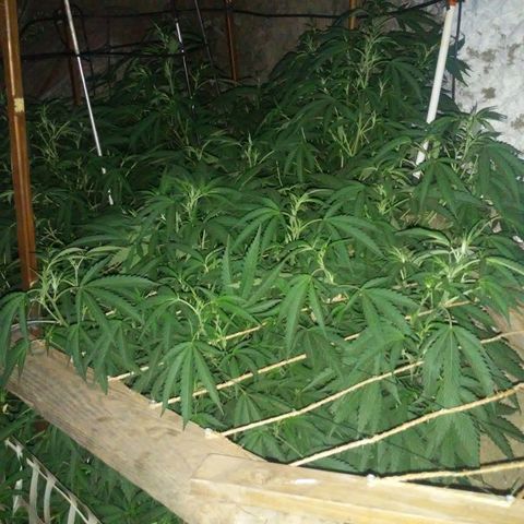 CHMOG growlog timeline photo