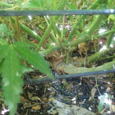 CHMOG growlog timeline photo