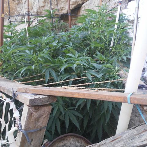 CHMOG growlog timeline photo
