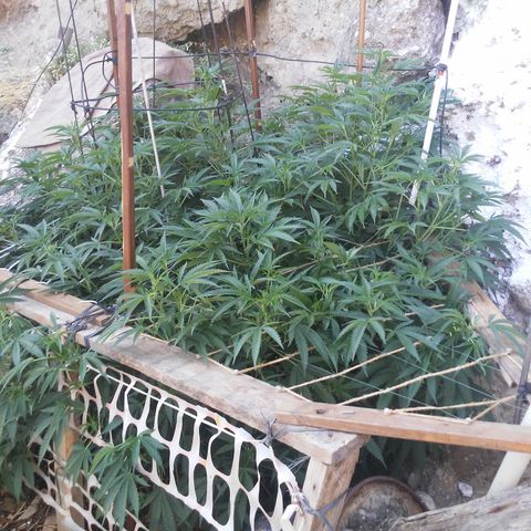 CHMOG growlog timeline photo
