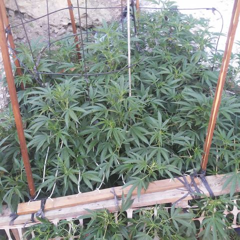 CHMOG growlog timeline photo