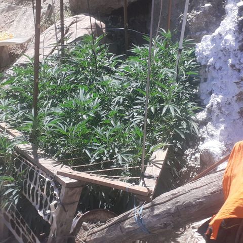 CHMOG growlog timeline photo