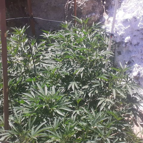 CHMOG growlog timeline photo