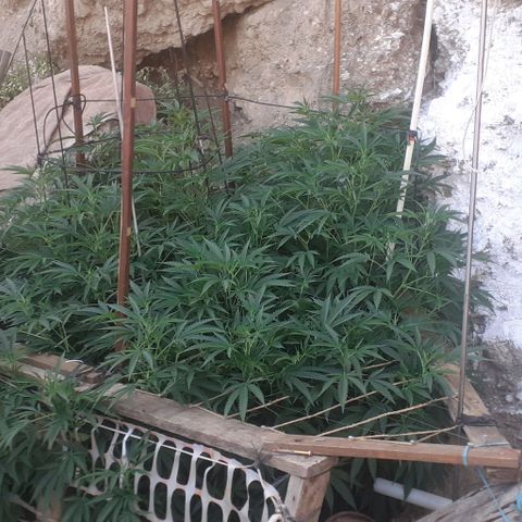 CHMOG growlog timeline photo