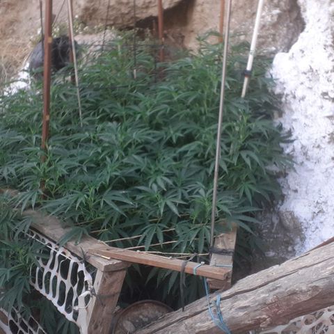 CHMOG growlog timeline photo