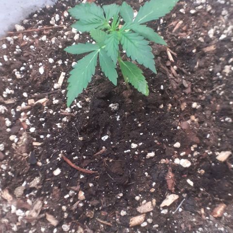 Purple growlog timeline photo