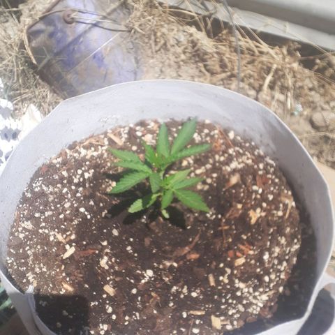 Purple growlog timeline photo