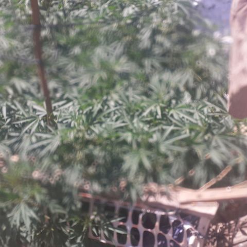 CHMOG growlog timeline photo