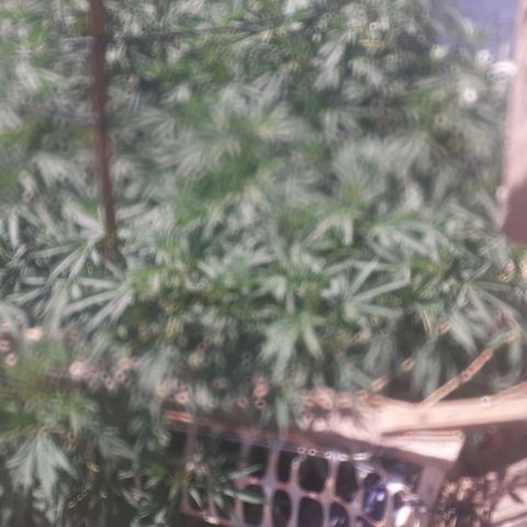 CHMOG growlog timeline photo