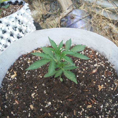 Purple growlog timeline photo