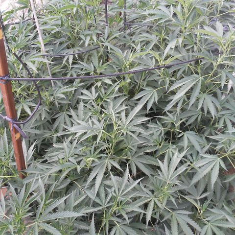 CHMOG growlog timeline photo