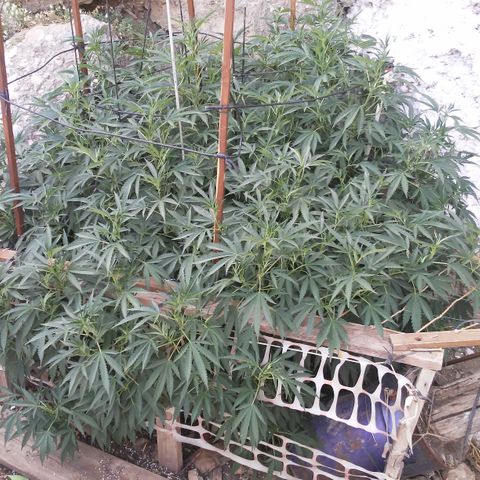 CHMOG growlog timeline photo