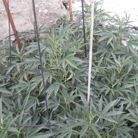 CHMOG growlog timeline photo