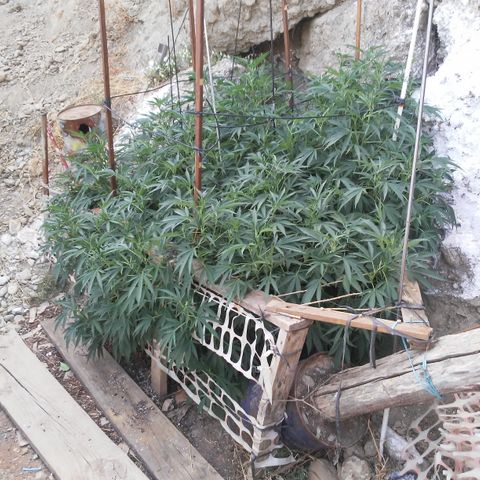 CHMOG growlog timeline photo