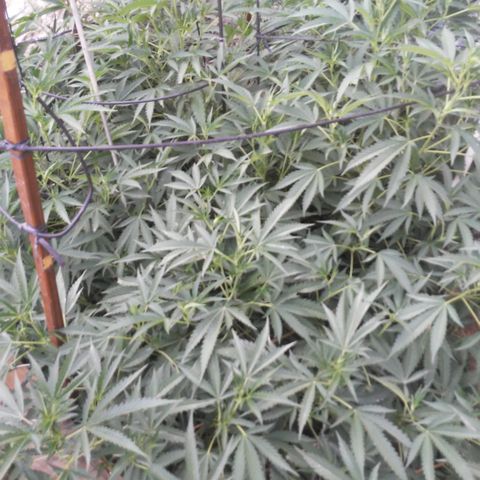 CHMOG growlog timeline photo