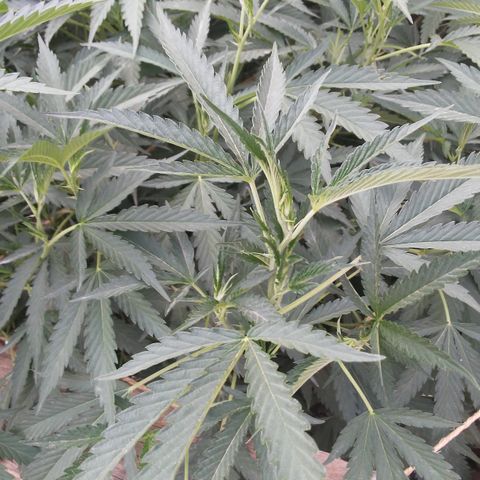 CHMOG growlog timeline photo