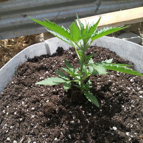 Purple growlog timeline photo