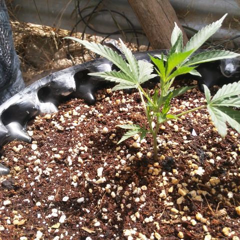 Coco menta  growlog timeline photo