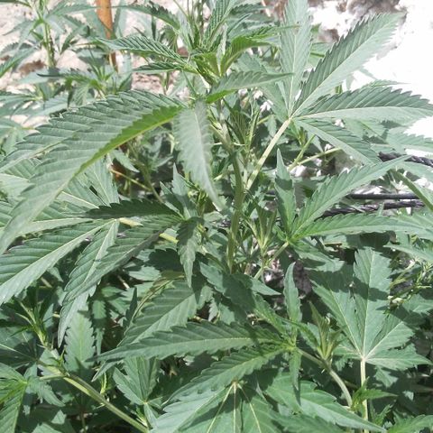 CHMOG growlog timeline photo