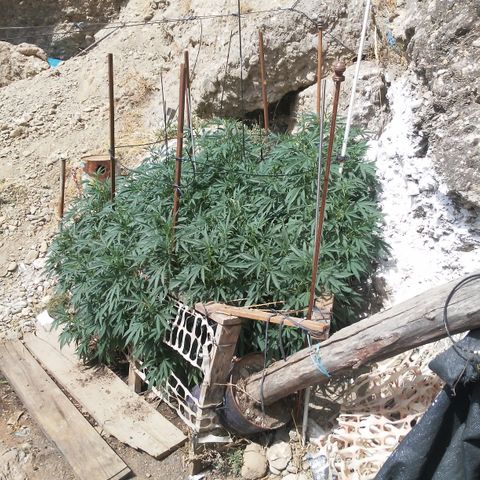 CHMOG growlog timeline photo