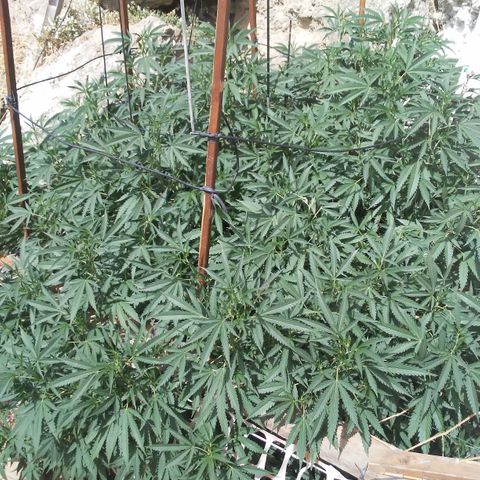 CHMOG growlog timeline photo