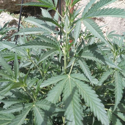 CHMOG growlog timeline photo
