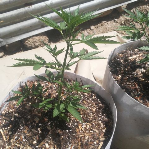Purple growlog timeline photo
