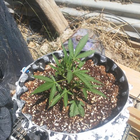 Coco menta  growlog timeline photo