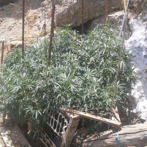 CHMOG growlog timeline photo