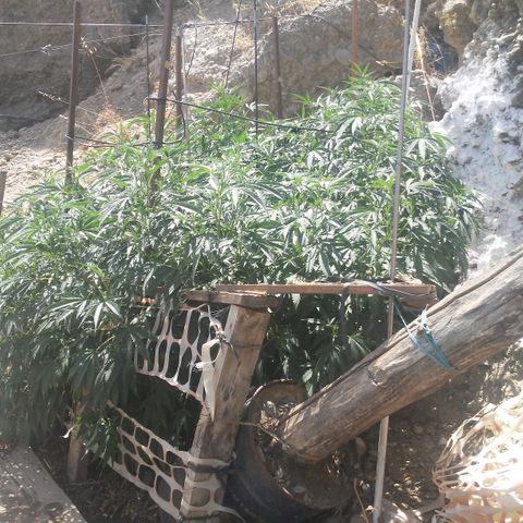 CHMOG growlog timeline photo