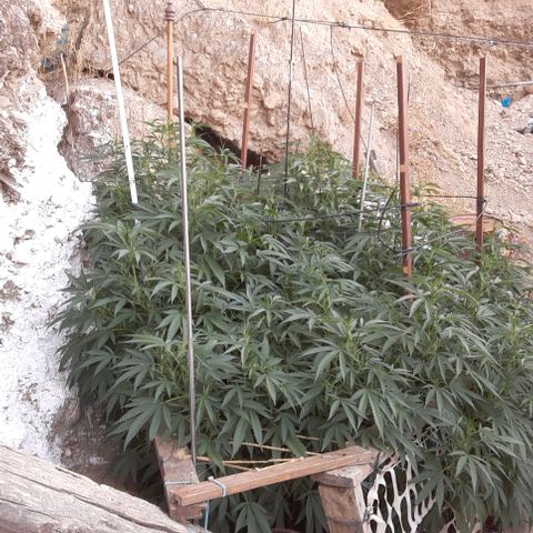 CHMOG growlog timeline photo