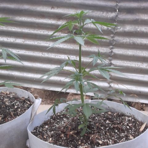 Purple growlog timeline photo