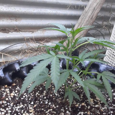 Coco menta  growlog timeline photo