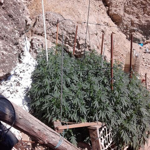 CHMOG growlog timeline photo