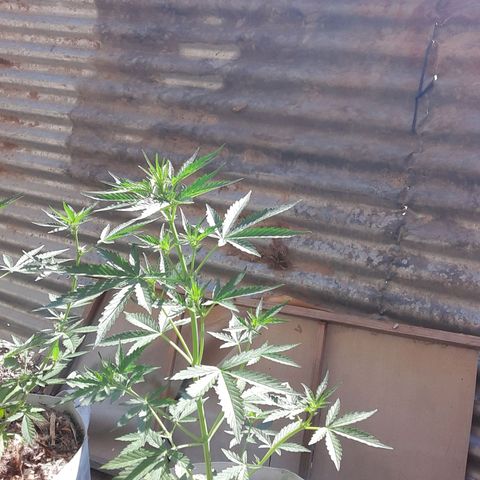 Purple growlog timeline photo