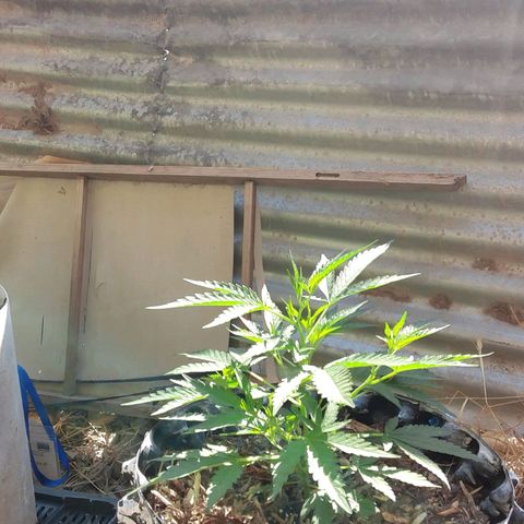 Coco menta  growlog timeline photo