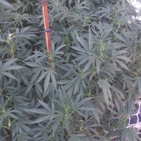 CHMOG growlog timeline photo