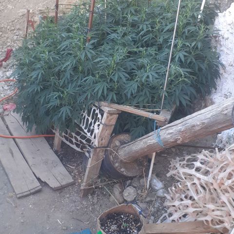 CHMOG growlog timeline photo