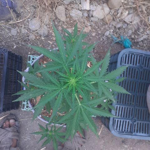 Purple growlog timeline photo