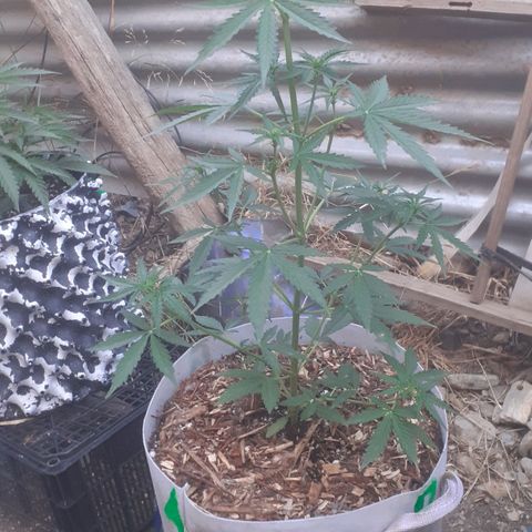 Purple growlog timeline photo