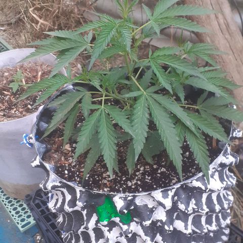 Coco menta  growlog timeline photo
