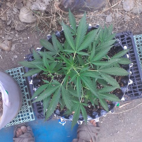 Coco menta  growlog timeline photo