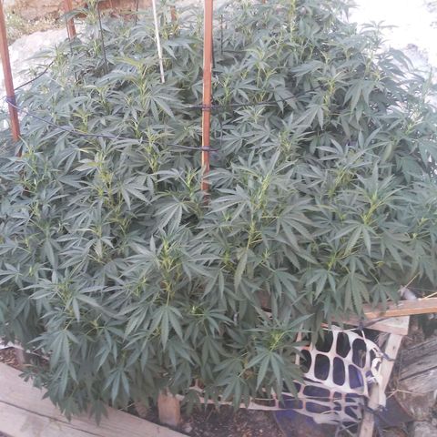 CHMOG growlog timeline photo