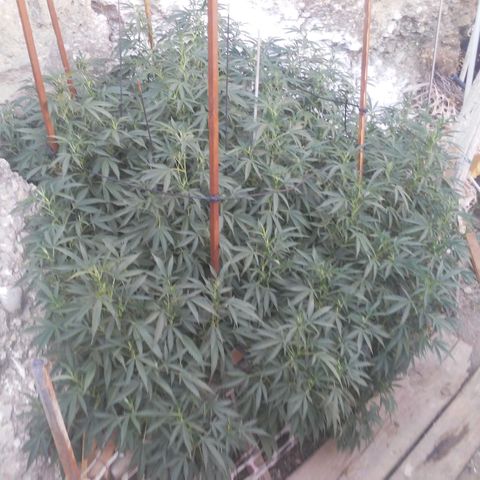 CHMOG growlog timeline photo