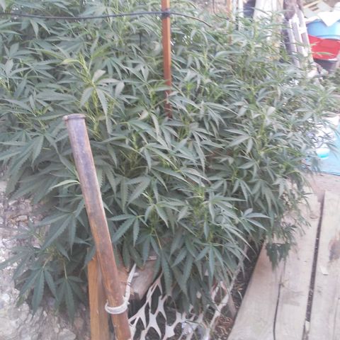 CHMOG growlog timeline photo