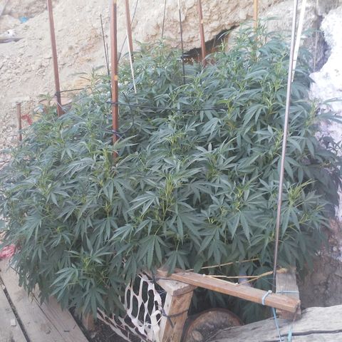CHMOG growlog timeline photo