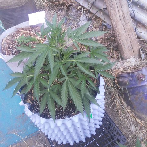 Coco menta  growlog timeline photo